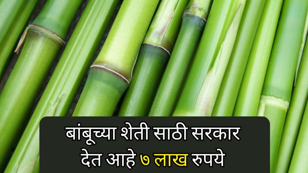 bamboo yojana